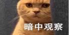类似非职业半仙的文
