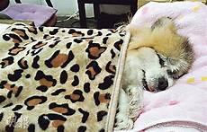 爱犬by天一海棠书屋